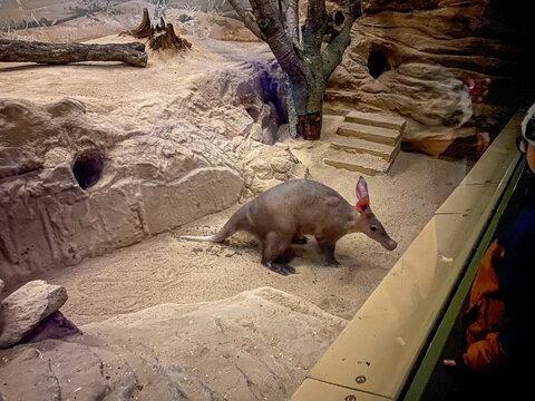 Erdferkel im Zoo &ndash; Nahaufnahme eines faszinierenden Tieres in nat&uuml;rlicher Umgebung