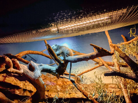 Seltene Baumratte im Zoo &ndash; Nahaufnahme des exotischen Nagers