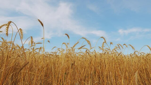 Fertile Soil. Agriculture Farm Healthy Food Concept. Ears Of Ripe Wheat Sway In Wind At Sunset. Agricultural Field Of Golden Ripe Wheat Ears.