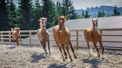 Galloping horses in a field on a ranch in a rural environment with pine trees in background