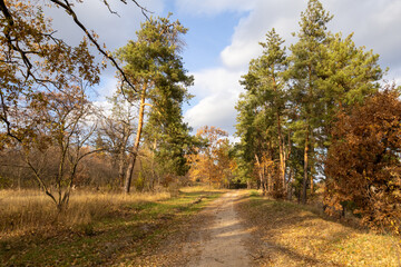 Obraz premium A quiet dirt path winds through an autumn forest, flanked by golden-leaved trees and evergreens. Sunlight filters through the branches, creating a serene scene