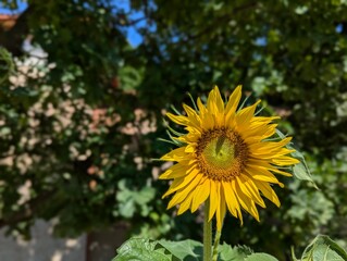 Obraz premium sunflower in the garden
