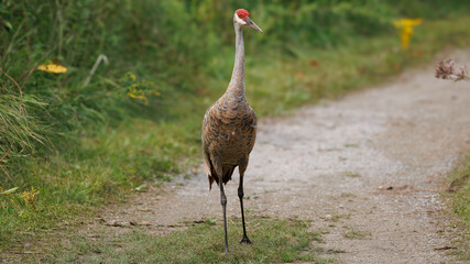 Naklejka premium Sandhill Crane