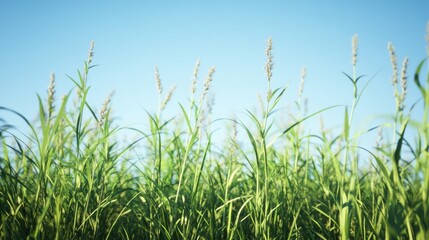 Naklejka premium Vibrant green grass reaching for the blue sky.