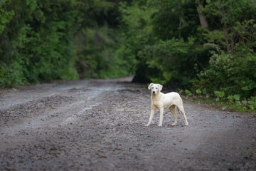 Fototapeta premium Puppy on the edge of a forest road lined with pine trees