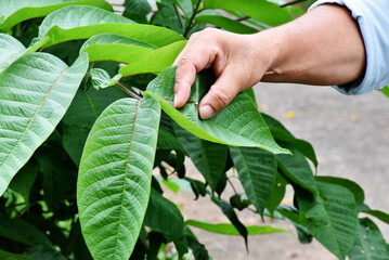Green leaves of a Japanese lacquer tree, gracefully fanned out, glisten under sunlight, highlighting their vibrant hue and smooth, elegant texture.