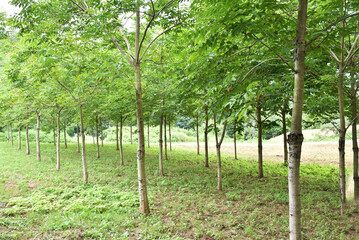 A row of Japanese lacquer trees with slender trunks and lush, feathery green leaves in the Okukuji...