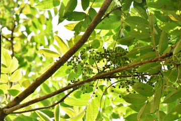 Green leaves of a Japanese urushi lacquer tree small round fruit, gracefully fanned out, glisten...
