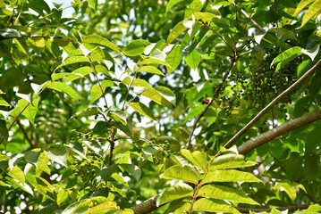 Green leaves of a Japanese urushi lacquer tree, gracefully fanned out, glisten under sunlight,...