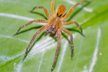 spider on a leaf