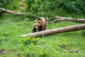 Dangerous bear in the wild threatens people