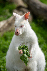 RED-NECKED WALLABY &ndash; ALBINO in Australia