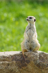 Fototapeta premium Meerkat looking into the distance in the summer on the prairie