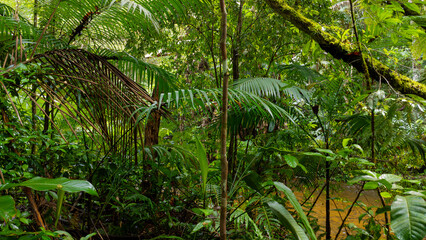 Atlantic Rainforest