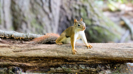 Squirrel