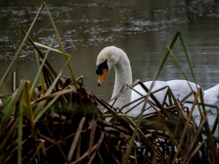 Obraz premium The nosey swan on the lake