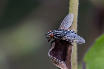 fly on a leaf