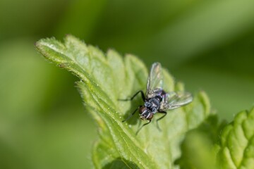 fly on leaf