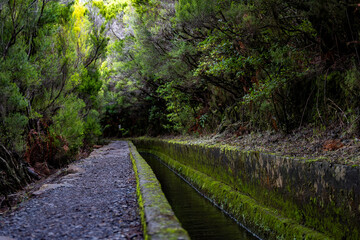 The beautiful levadas in Madeira