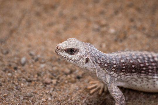 Nahaufnahme eines W&uuml;stenleguans in seiner nat&uuml;rlichen Umgebung