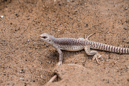 Nahaufnahme eines W&uuml;stenleguans in seiner nat&uuml;rlichen Umgebung