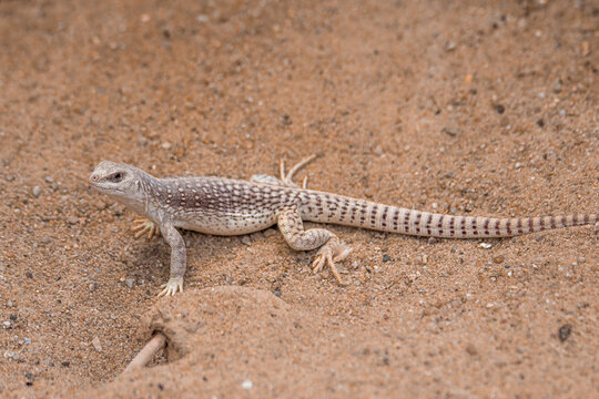 Nahaufnahme eines W&uuml;stenleguans in seiner nat&uuml;rlichen Umgebung