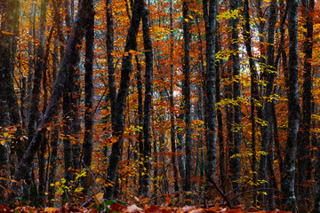 Fototapeta premium Autumn landscape. Beautiful colors of autumn and nature. Colorful nature background.