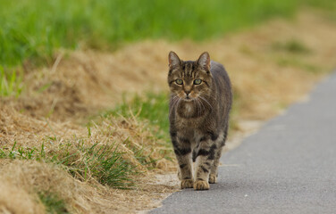 tabby tomcat on his way to hunt mice, tomcat looking in the camera, cat on the lookout, brown cat...