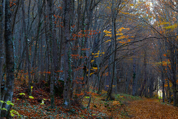 Obraz premium Autumn landscape. Beautiful colors of autumn and nature. Colorful nature background.