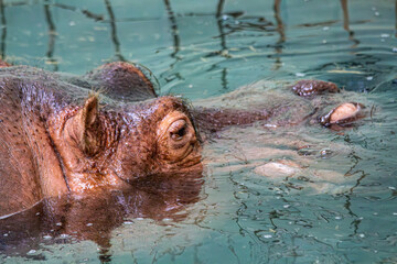 Nilpferd im Zoo, friedlich im Wasser schwimmend