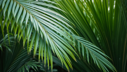 Fototapeta premium Tropical Green Palm Leaves with Vibrant Tones. A vivid composition of green palm leaves with subtle tones.