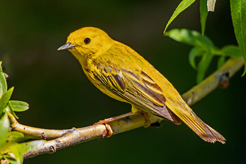 Obraz premium Yellow Warbler