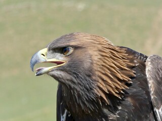 Obraz premium Golden Eagle in Mongolia