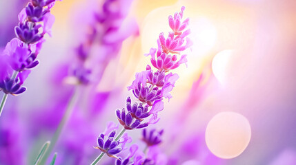 Fototapeta premium Charming twilight casts a serene glow over a blooming lavender field, showcasing soft purple flowers in full bloom
