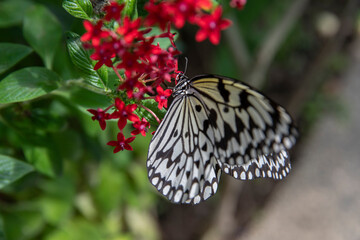 Tree nymphs butterfly