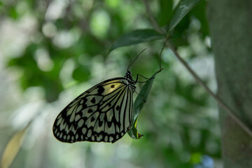Tree nymphs butterfly