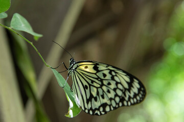 Tree nymphs butterfly