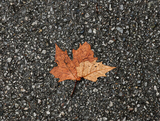  Glued by Nature: Urban Autumn on a Rainy Day