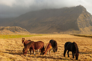 horses on a pasture