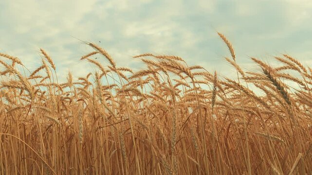 Ears Of Wheat Sway In Wind In Farm Field. Ears Are Waving Slightly. Agricultural Field In Summer Day. Golden Crop Ears Swaying From Gentle Wind.