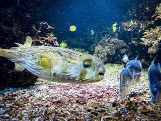 Kugelfisch unter Wasser in seiner natürlichen Umgebung © Noah