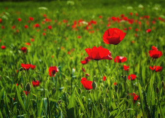 Fototapeta premium field of red poppies