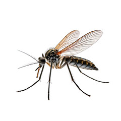 Obraz premium Detailed close-up of a mosquito featuring fine details of its body and wings