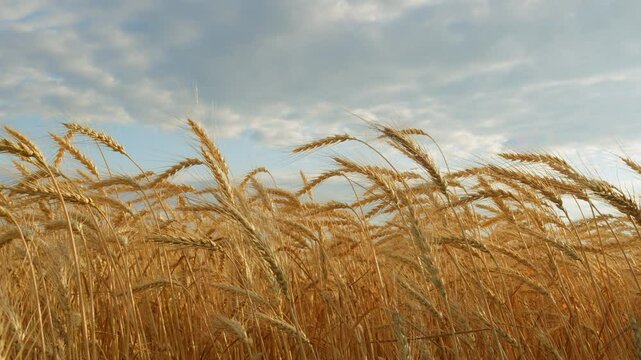 Agro-Cultural Business. Field Of Gold Ripe Wheat Swaying In Wind. Agricultural Field Of Gold Ripe Wheat Against Blue Sky. Ripe Wheat In Rays Of Warm Setting Sun.