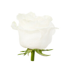 Beautiful single white rose bud isolated on white background.