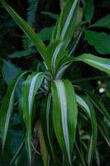 Obraz premium Dracaena deremensis 'Lemon Lime'