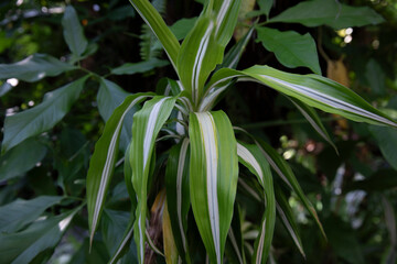 Obraz premium Dracaena deremensis 'Lemon Lime'