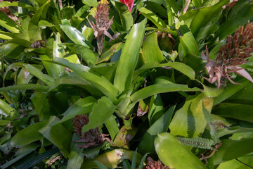 Obraz premium flaming torch flower