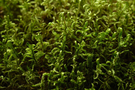 Haircap moss, lichen background, natural moss texture