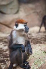 Obraz premium Nahaufnahme eines Halsbandmangaben in freier Wildbahn